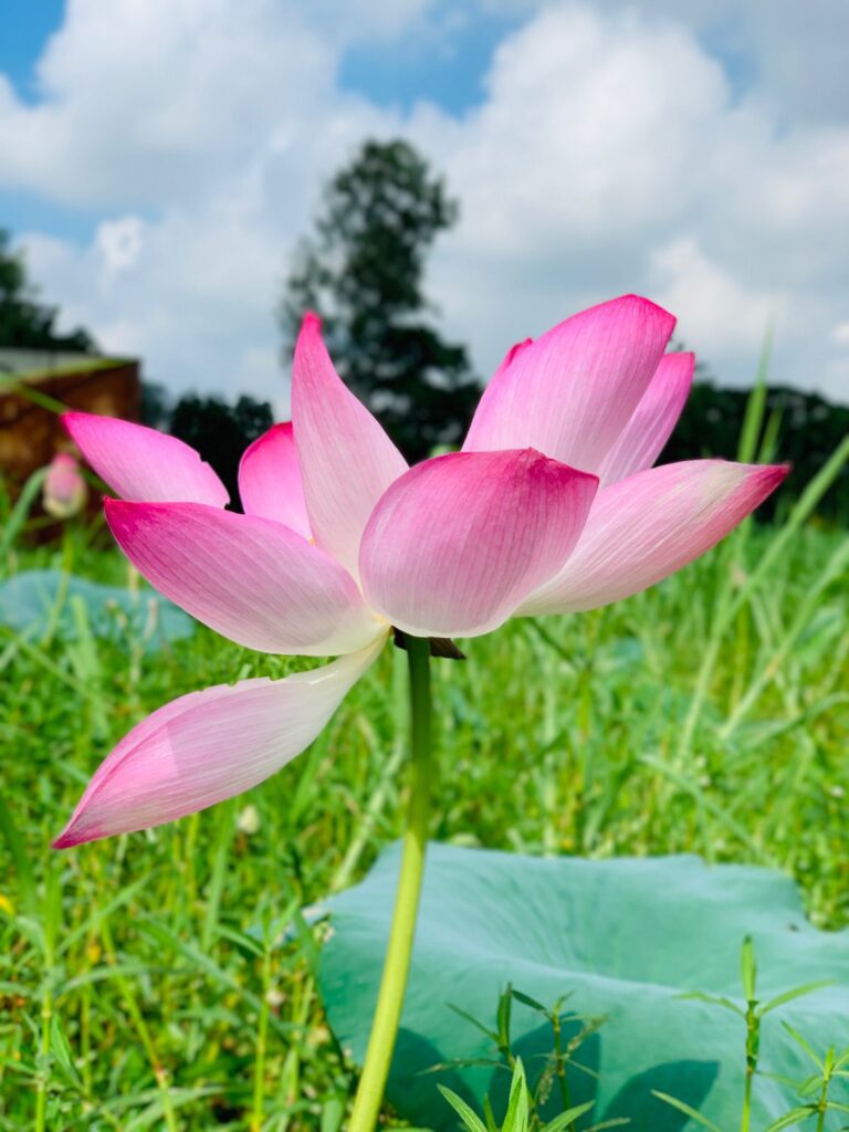 Shapla & Padma Bill Resort - Purbachal Nijhum Polli